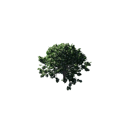 TreeGen04-Hawthorn01-1241A Variant